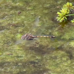 Hemicordulia tau at Fadden, ACT - 26 Mar 2020