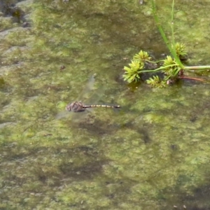 Hemicordulia tau at Fadden, ACT - 26 Mar 2020