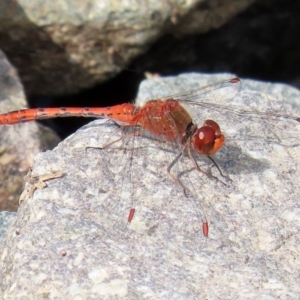 Diplacodes bipunctata at Fadden, ACT - 26 Mar 2020