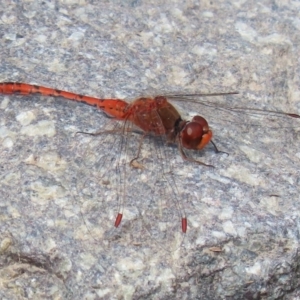 Diplacodes bipunctata at Fadden, ACT - 26 Mar 2020