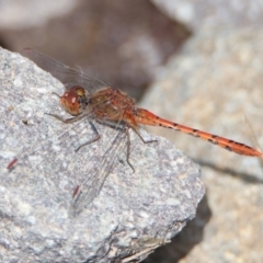 Diplacodes bipunctata at Fadden, ACT - 26 Mar 2020