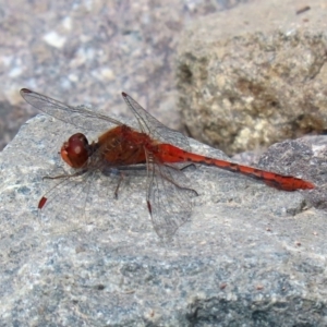 Diplacodes bipunctata at Fadden, ACT - 26 Mar 2020