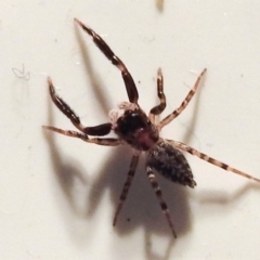 Sondra sp. (genus) (A jumping spider) at Kambah, ACT - 26 Mar 2020 by HelenCross
