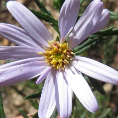 Olearia tenuifolia (Narrow-leaved Daisybush) at Paddys River, ACT - 27 Mar 2020 by RobParnell