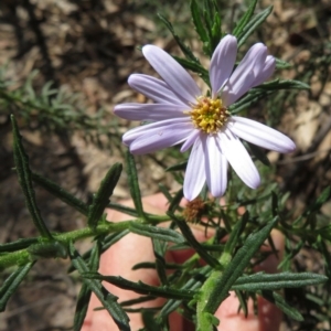 Olearia tenuifolia at Paddys River, ACT - 27 Mar 2020