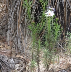 Olearia tenuifolia (Narrow-leaved Daisybush) at Paddys River, ACT - 27 Mar 2020 by RobParnell
