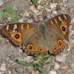 Junonia villida (Meadow Argus) at Paddys River, ACT - 27 Mar 2020 by RobParnell