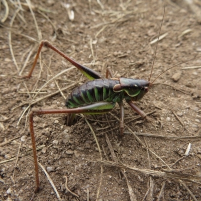 Austrodectes monticolus (Australian shield-back katydid) at Kosciuszko National Park, NSW - 25 Feb 2020 by RobParnell