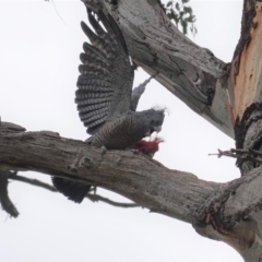 Callocephalon fimbriatum (Gang-gang Cockatoo) at GG38 - 27 Mar 2020 by JackyF