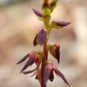 Corunastylis clivicola at Acton, ACT - suppressed