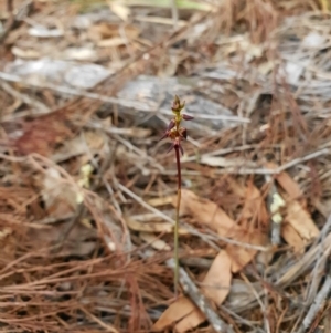 Corunastylis clivicola at Acton, ACT - suppressed