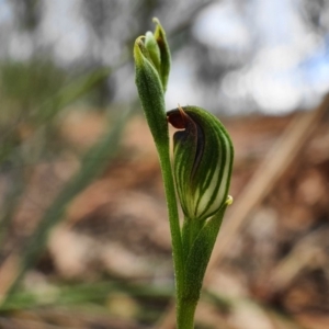 Speculantha rubescens at Hackett, ACT - suppressed