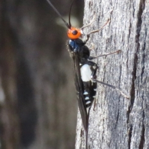 Callibracon capitator at Paddys River, ACT - 27 Mar 2020 02:47 PM