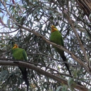 Polytelis swainsonii at Hughes, ACT - suppressed