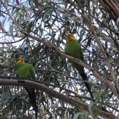 Polytelis swainsonii (Superb Parrot) at Hughes, ACT - 27 Mar 2020 by JackyF