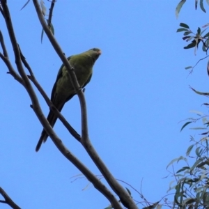 Polytelis swainsonii at Hughes, ACT - suppressed