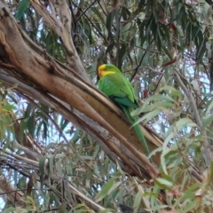 Polytelis swainsonii at Hughes, ACT - suppressed