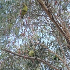 Polytelis swainsonii at Hughes, ACT - suppressed