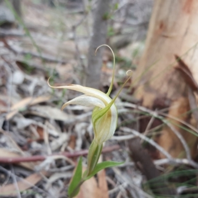 Diplodium ampliatum (Large Autumn Greenhood) at Isaacs, ACT - 27 Mar 2020 by Mike