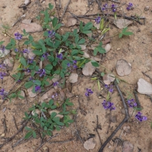 Glycine tabacina at Deakin, ACT - 27 Mar 2020