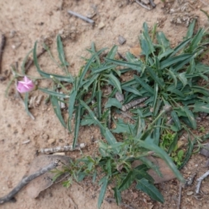 Convolvulus angustissimus subsp. angustissimus at Deakin, ACT - 27 Mar 2020