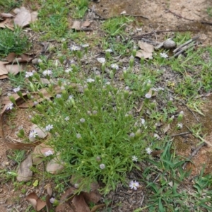 Vittadinia muelleri at Deakin, ACT - 27 Mar 2020