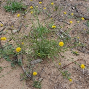 Calotis lappulacea at Deakin, ACT - 27 Mar 2020