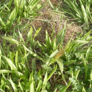 Panicum capillare/hillmanii at Yarralumla, ACT - 20 Mar 2020