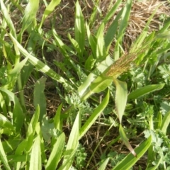 Panicum capillare/hillmanii at Yarralumla, ACT - 20 Mar 2020 12:00 AM