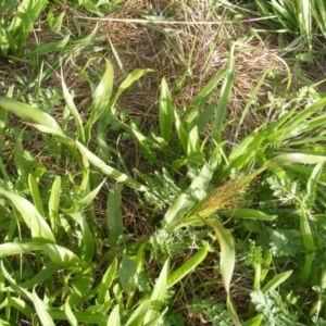 Panicum capillare/hillmanii at Yarralumla, ACT - 20 Mar 2020