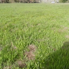 Panicum capillare/hillmanii at Yarralumla, ACT - 20 Mar 2020