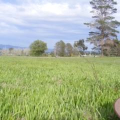 Panicum capillare/hillmanii at Yarralumla, ACT - 20 Mar 2020