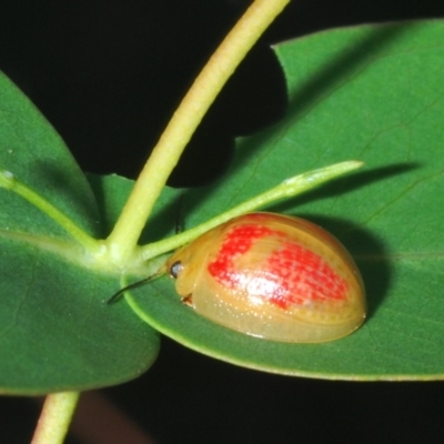 Paropsisterna fastidiosa (Eucalyptus leaf beetle) at West Stromlo - 26 Mar 2020 by Harrisi
