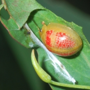 Paropsisterna fastidiosa at Denman Prospect, ACT - 26 Mar 2020