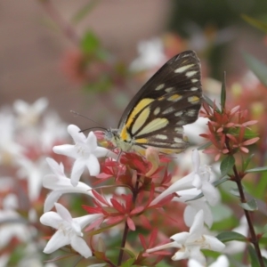 Belenois java at Evatt, ACT - 24 Mar 2020 12:45 PM