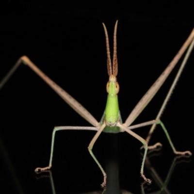 Acrida conica (Giant green slantface) at Evatt, ACT - 24 Mar 2020 by TimL