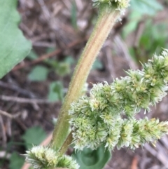 Amaranthus sp. at Tharwa, ACT - 27 Mar 2020