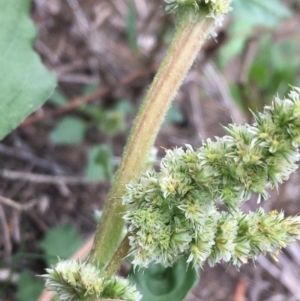 Amaranthus sp. at Tharwa, ACT - 27 Mar 2020