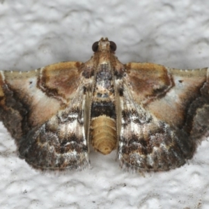 Scenedra decoratalis at Ainslie, ACT - 27 Mar 2020