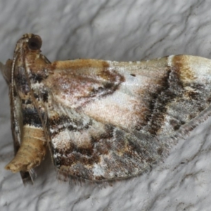 Scenedra decoratalis at Ainslie, ACT - 27 Mar 2020