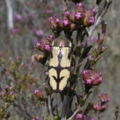 Castiarina decemmaculata (Ten-spot Jewel Beetle) at Melrose - 23 Oct 2018 by Owen