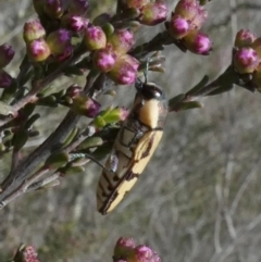 Castiarina decemmaculata at Theodore, ACT - 24 Oct 2018 10:57 AM