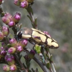 Castiarina decemmaculata at Theodore, ACT - 24 Oct 2018