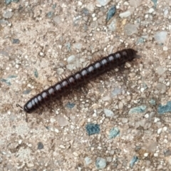 Diplopoda (class) (Unidentified millipede) at Isaacs, ACT - 27 Mar 2020 by Mike