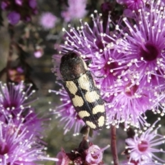 Castiarina decemmaculata (Ten-spot Jewel Beetle) at Theodore, ACT - 24 Oct 2018 by Owen