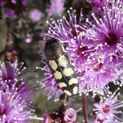 Castiarina decemmaculata (Ten-spot Jewel Beetle) at Theodore, ACT - 24 Oct 2018 by owenh