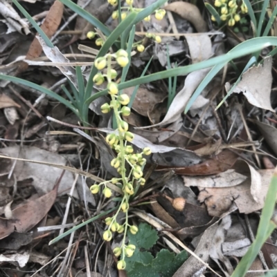 Lomandra filiformis subsp. coriacea (Wattle Matrush) at Sutton, NSW - 27 Mar 2020 by walter