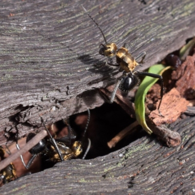 Polyrhachis semiaurata (A golden spiny ant) at Guerilla Bay, NSW - 21 Mar 2020 by David