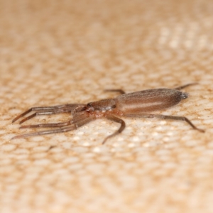 Gnaphosidae or Trochanteriidae (families) at Kambah, ACT - 28 Mar 2020