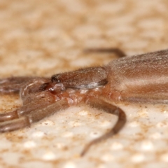 Gnaphosidae or Trochanteriidae (families) at Kambah, ACT - 28 Mar 2020